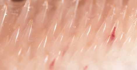 teeth pike fish. super macro