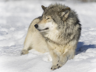 Wolf on snow