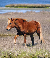 Fototapeta premium Assateague Pony-A feral horse walking in the marsh on Assateague Isand.