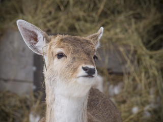 White tail deer