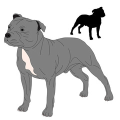 Staffordshire Bull Terrier dog silhouette drawing realistic 