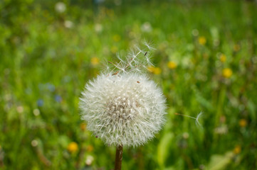 Lonely dandelion on grass
