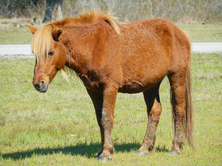 Fototapeta premium Little Red Pony-Assateague National Seashore A feral horse standing in a field on Assateague Island.