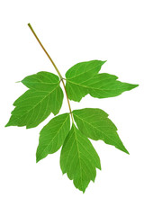 Green maple ash (Acer negundo) leaf  isolated on white