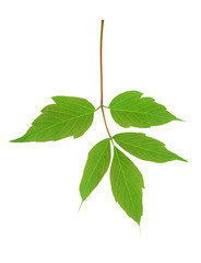 Green maple ash (Acer negundo) leaf  isolated on white