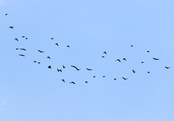 bird flying in the sky