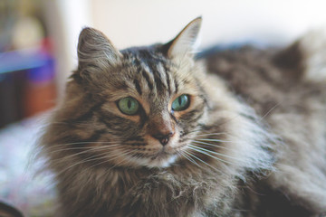 Norwegian Cat Portrait