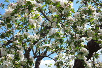 Apfelbaumblütenmeer heute-Frühling