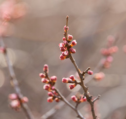 swollen buds with flowers on a tree in spring