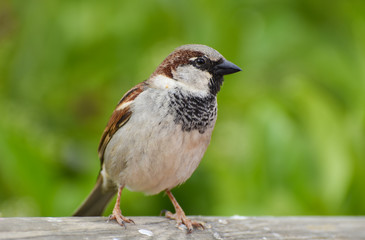 Sparrow standing on wood, isolated.