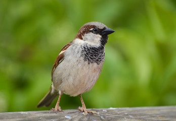 Sparrow standing on wood, isolated.