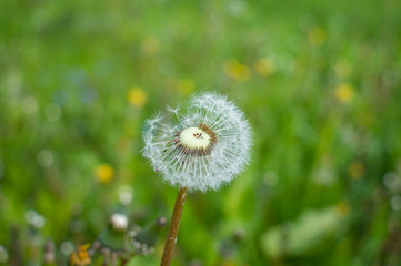 Lonely dandelion on grass