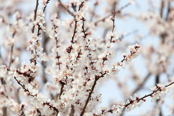 apricot flowers on a tree in nature