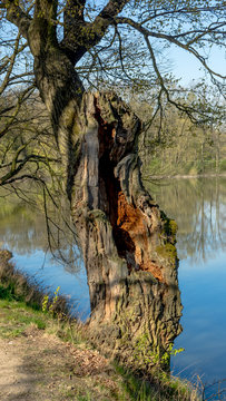 An old oak tree by the pond
