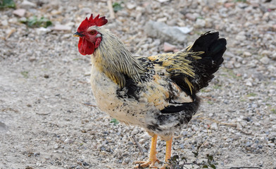 Rooster isolated