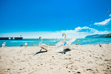 Obraz na płótnie Canvas Swans on the Baltic sea