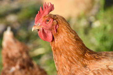 Chicken head, close-up, isolated. 
