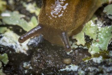 Common Garden Slug