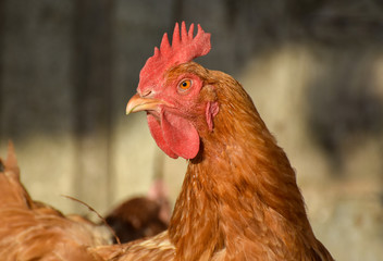Chicken head, close-up, isolated. 