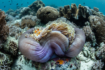 Fototapeta na wymiar Anemone and Clownfish