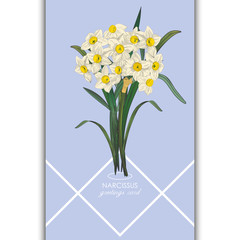 Daffodil flower or narcissus. Floral card with narcissus. Vector illustration.