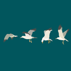 Naklejka premium seagulls flying set. Vector