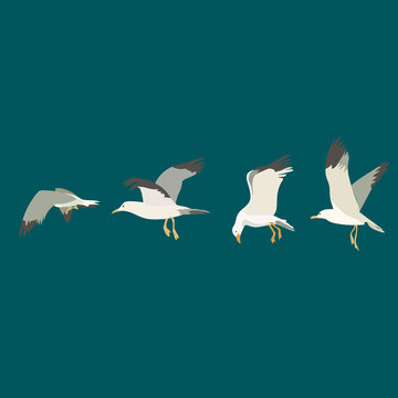 seagulls flying set. Vector
