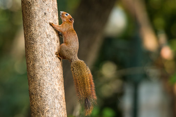 squirrel or small gong, Small mammals on tree © wuttichok