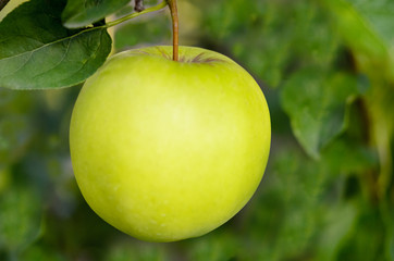 Grüner Apfel am Baum - Green apples on the tree