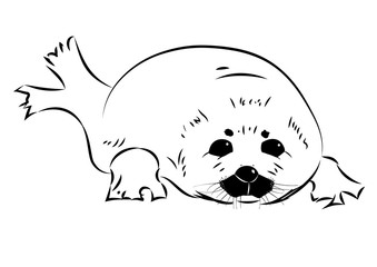 seal baby