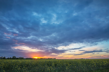 Amazing sunset over the field with rape