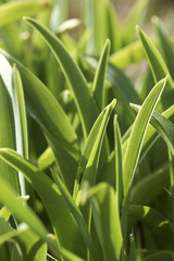 Green plants in the garden.
