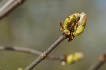 close up of buds on a tree branch