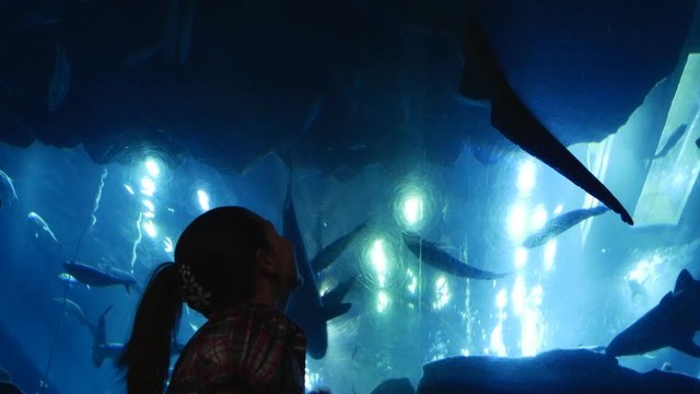 Aquarium on the ceiling