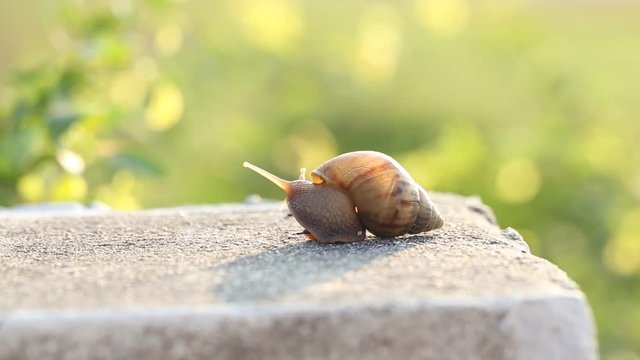 Beautiful Snail With Mucus In  Nature