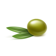Vector Green Olive with Leaves Isolated on White Background