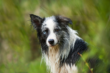 Nasser Border Collie