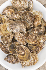 fresh oysters