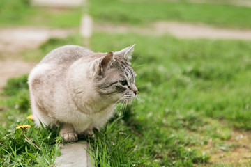 Beautiful grey cat sitting outdoor in summer