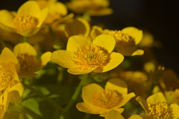 Caltha palustris
