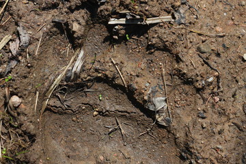 След медведя