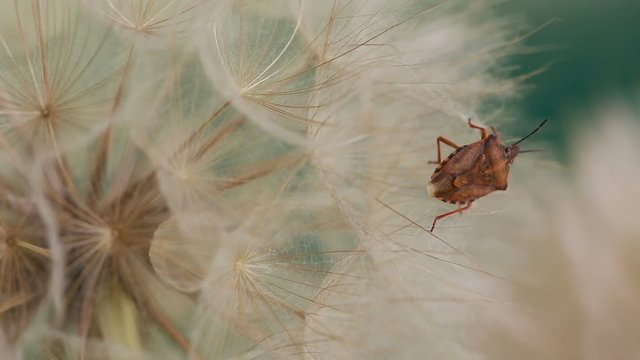 Close up footage of shield bug on a dandelion plant
