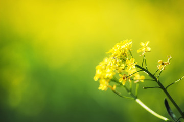 Summer natural background with yellow blooming rape field, blurr