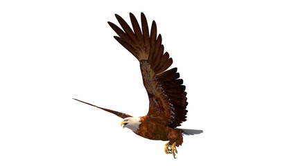 Fototapeta na wymiar Bald eagle, bird in flight isolated on white background