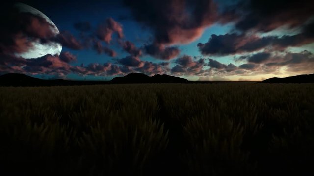 Wheat field against beautiful morning with half moon, camera fly