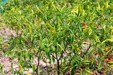 Chilli on tree, Selective focus