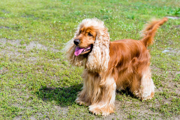 Cocker Spaniel stands. The Cocker Spaniel stands on the green grass. 