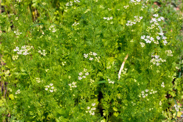 Obraz premium dill plant and flower as agricultural background