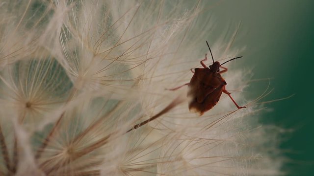 Close up footage of shield bug on a dandelion plant