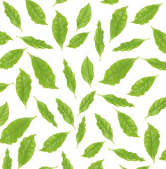 Collage of fresh green coffee leaves, isolated on white